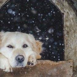 APEL Powiatowego Lekarza Weterynarii w Oświęcimiu do posiadaczyzwierząt domowych