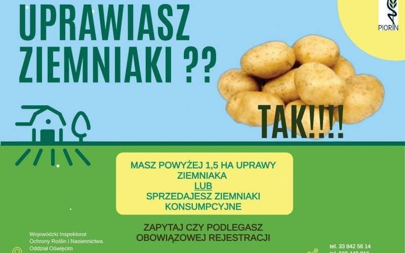 Informacja dotycząca rejestracji podmiotów uprawiających i sprzedających ziemniaki konsumpcyjne