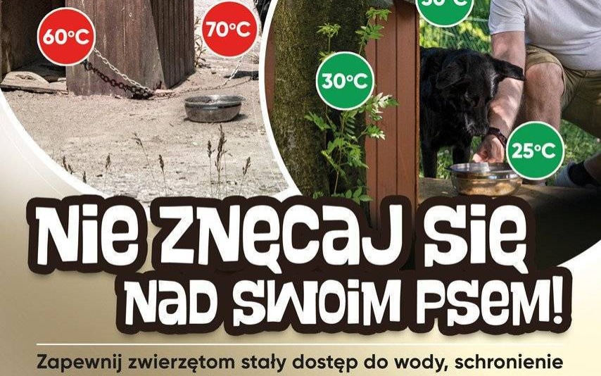 Zbliża się kolejna fala upałów, uwaga na zwierzęta!