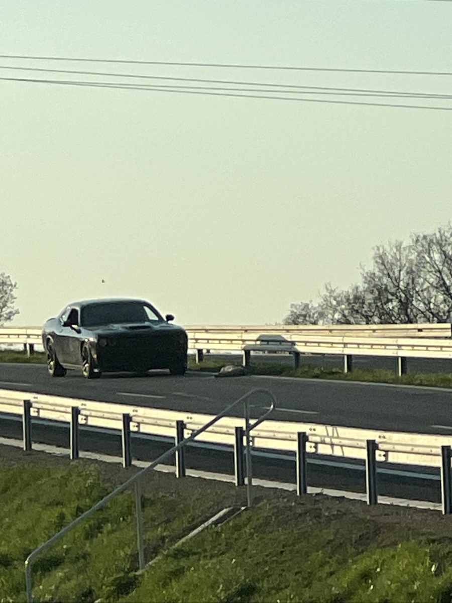 Potrącenie sarny na nowej obwodnicy