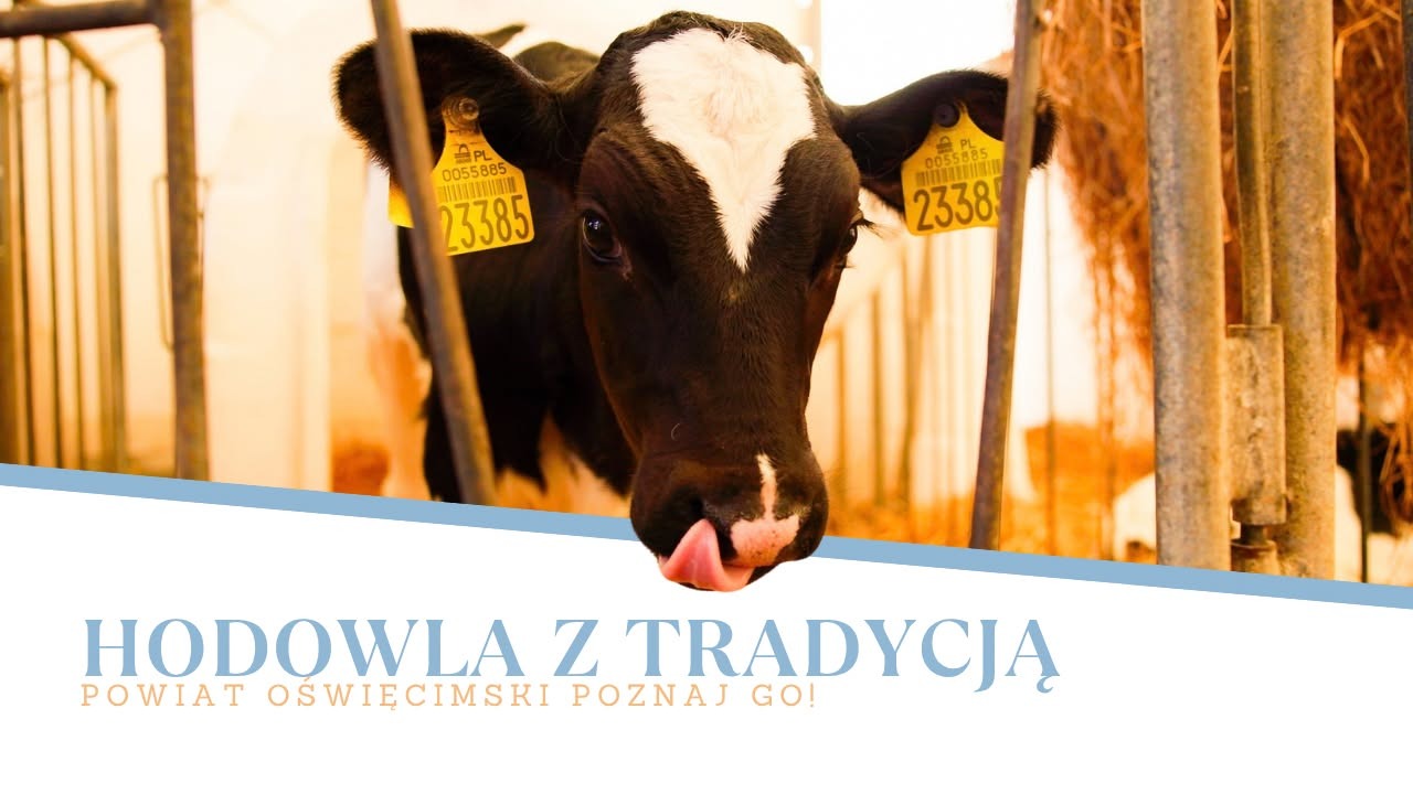 Karp osiecki i miliony litrów mleka. Z wizytą w OHZ Osiek