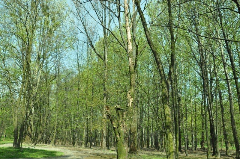 Ogławianie szkodzi drzewom i podlega wysokim karom