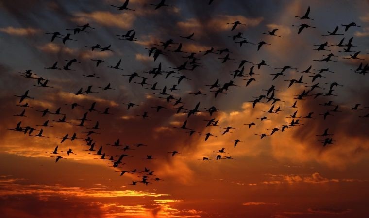 Zjadliwa grypa ptaków