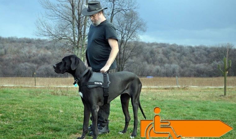 Rehabilitacja społeczna osób niepełnosprawnych – dotacje