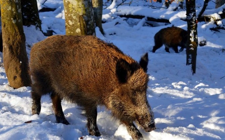 Odstrzał sanitarny dzików
