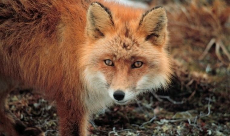 Akcja szczepienia lisów wolno żyjących przeciwko wściekliźnie na terenie województwa śląskiego