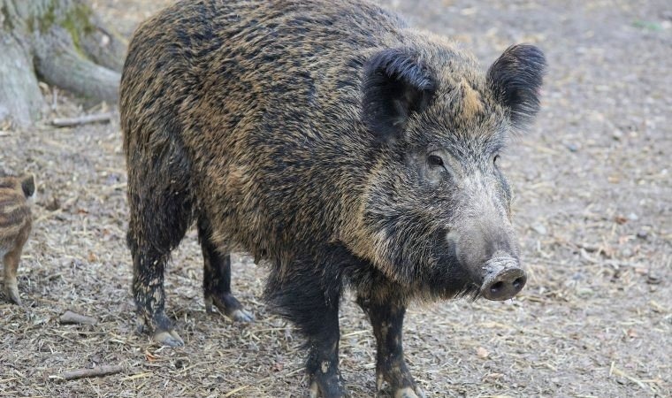 Rozporządzenie Wojewody Małopolskiego