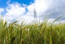 Dożynki we Włosienicy