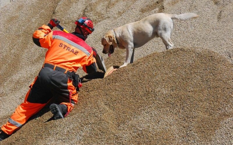 Poszukiwali osób zaginionych