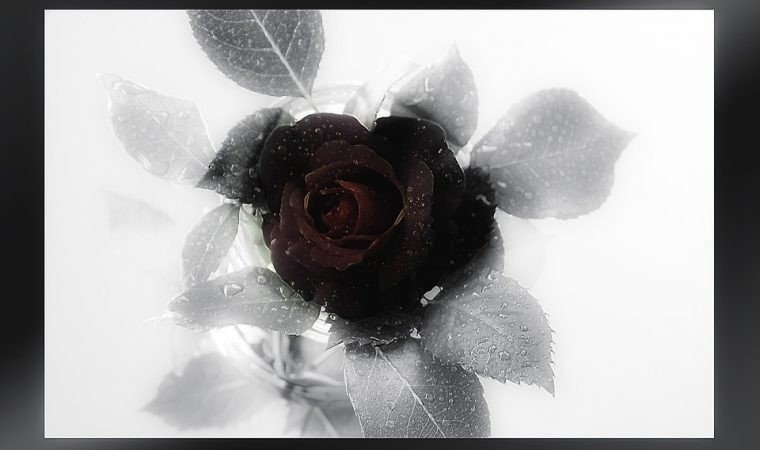 Kondolencje dla Pana Pawła Grasia