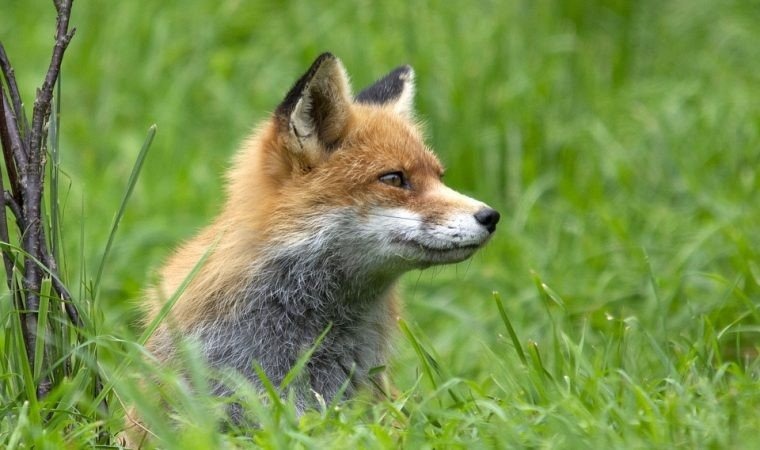 Akcja szczepienia lisów przeciw wściekliźnie. Nie zostawiaj psów i kotów bez opieki