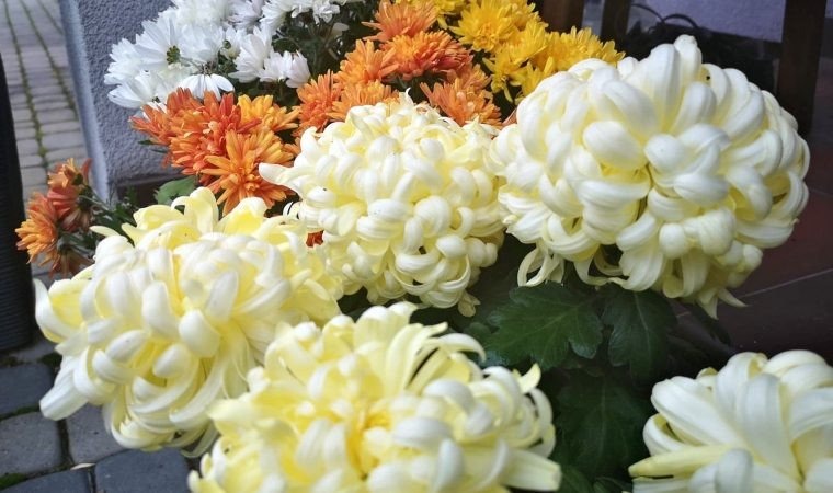 Upiększ swoje otoczenie, uczcij Święto Niepodległości i pomóż producentom chryzantem!