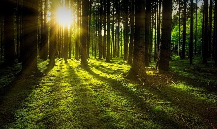 Apel do właścicieli lasów