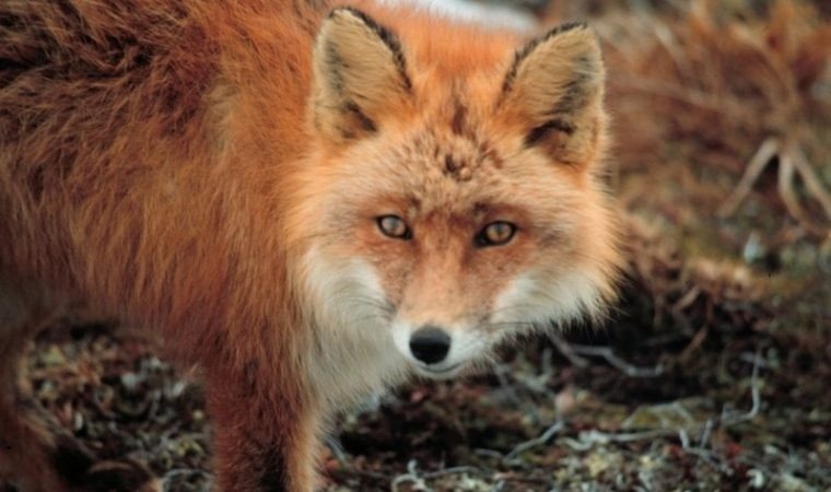 Akcja szczepienia lisów