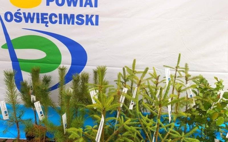 Darmowe sadzonki drzew czekają na chętnych!