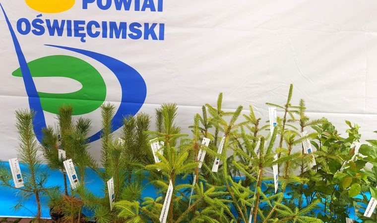 Darmowe sadzonki drzew czekają na chętnych!