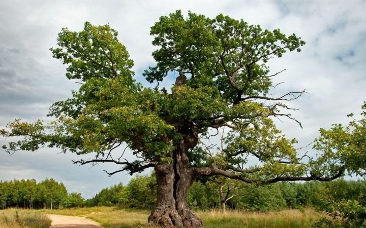 Zagłosuj na dąb Dunin w konkursie na Europejskie Drzewo Roku