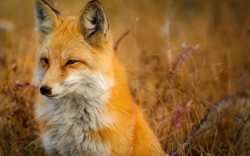 Akcja szczepienia lisów wolno żyjących przeciwko wściekliźnie