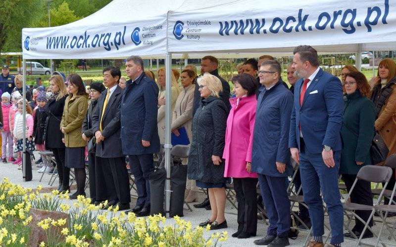 Miłorząb z Hiroszimy w Parku Zasole