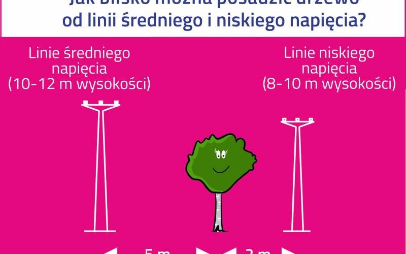 Drzewa pod liniami energetycznymi – czy należy je sadzić i jak o nie dbać?