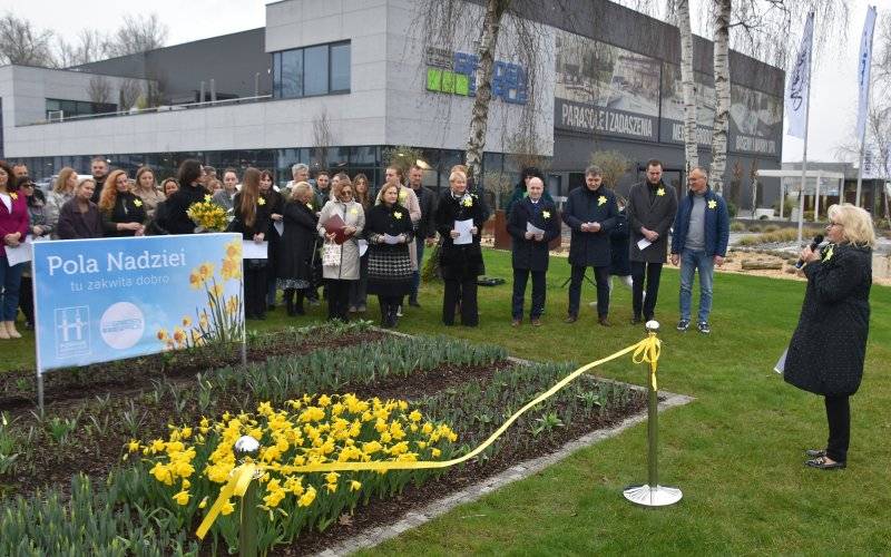 Żonkile dla darczyńców hospicjum