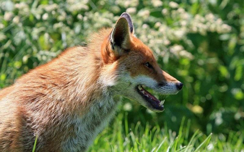 Akcja szczepienia lisów wolno żyjących przeciwko wściekliźnie