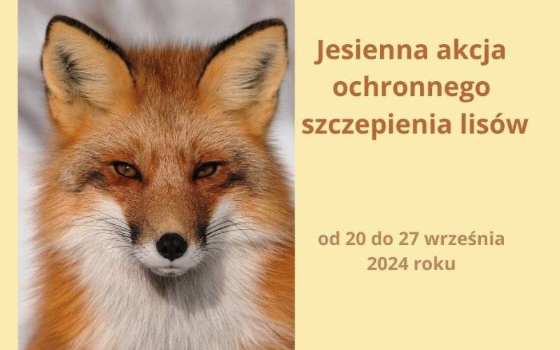 Jesienna akcja szczepienia lisów