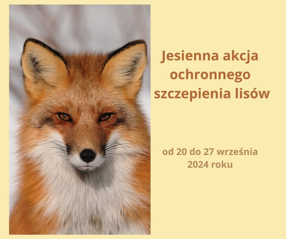 Jesienna akcja szczepienia lisów