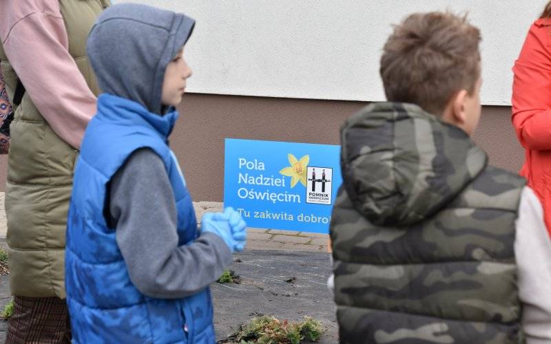 Kampania „Pola Nadziei”. Przed starostwem posadzono żonkile