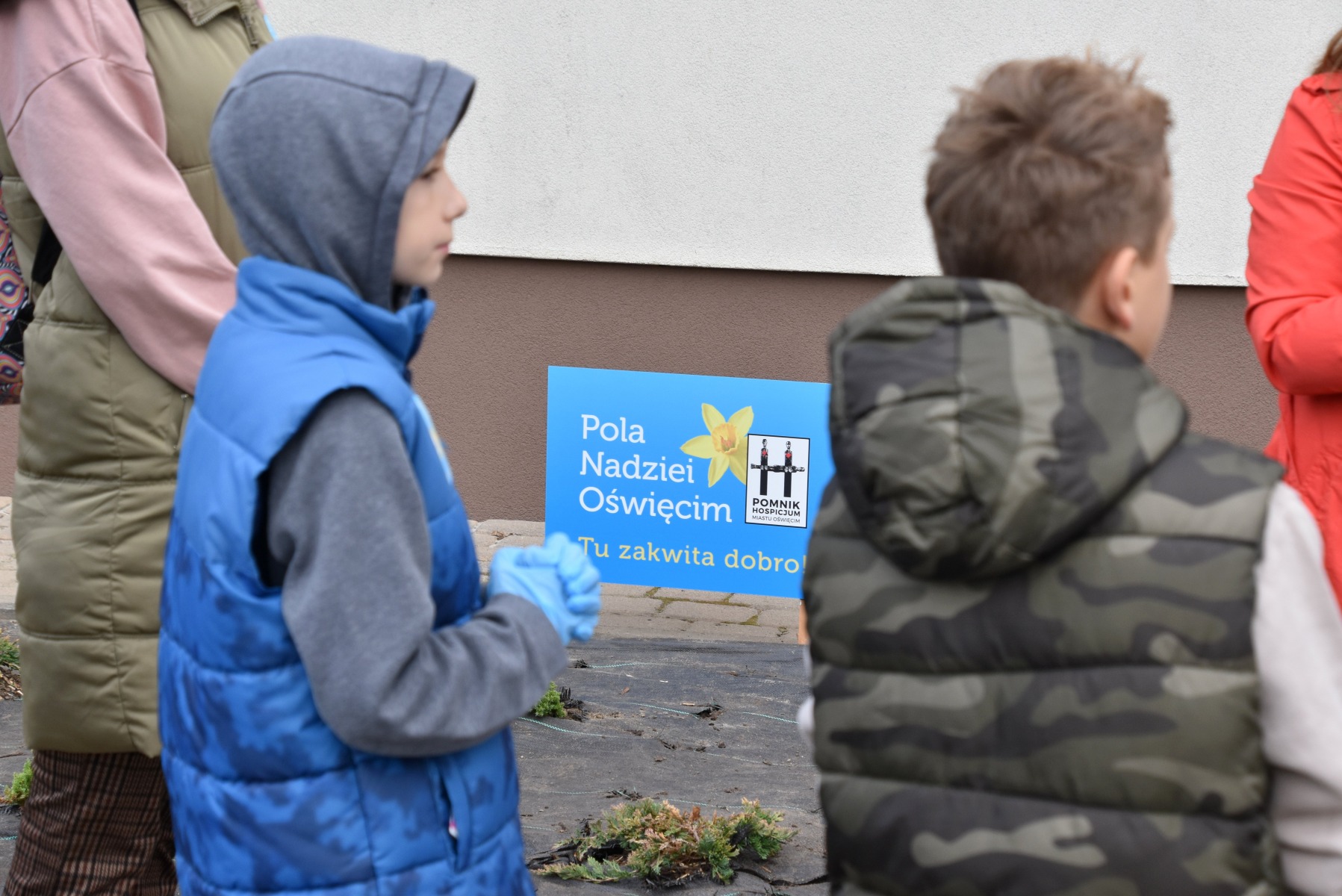 Kampania „Pola Nadziei”. Przed starostwem posadzono żonkile