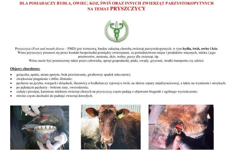 Apel wojewody małopolskiego w związku z zagrożeniem pryszczycą
