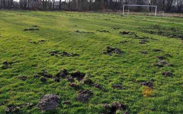 Poręba Wielka - z murawy boiska dziki z zrobiły sobie stołówkę