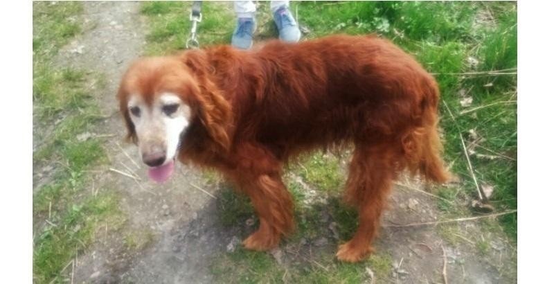 Odnaleziono właściciela zakopanego żywcem psa