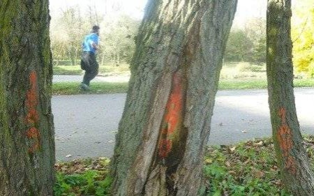 OŚWIĘCIM. Wytną drzewa nad Sołą? To tylko inwentaryzacja