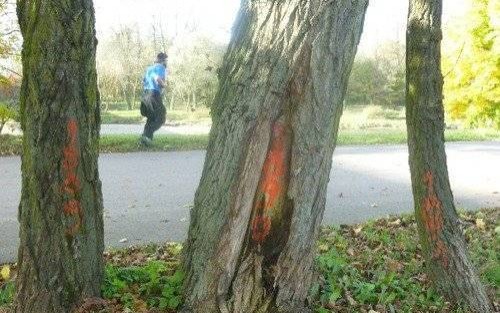 OŚWIĘCIM. Wytną drzewa nad Sołą? To tylko inwentaryzacja