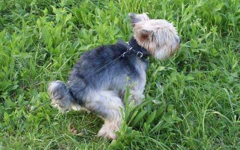 OŚWIĘCIM. Psie kupy wygrywają ze Strażą Miejską