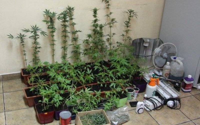 ZATOR. Policjanci zlikwidowali kolejną dużą uprawę konopi indyjskich