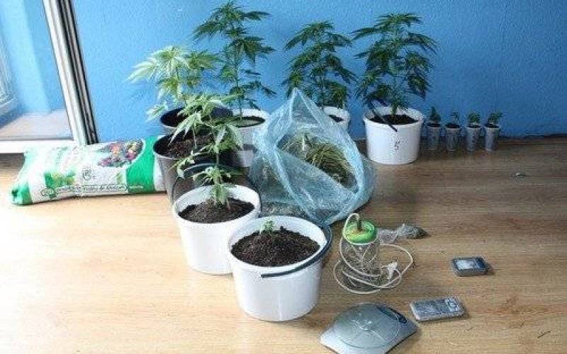 POLICJA. Narkotykowy proceder kwitł w Chełmku. 23-latek został zatrzymany i odpowie za przestępczą działalność