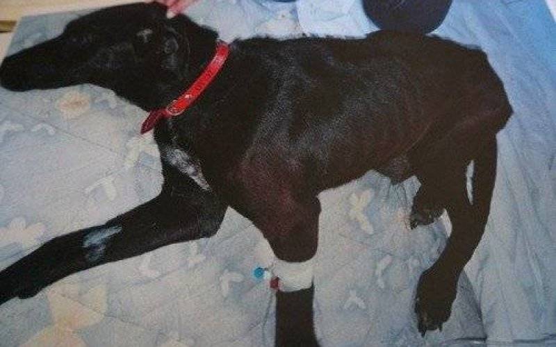 POLICJA. Policjanci i animalsi odebrali psy okrutnym właścicielom