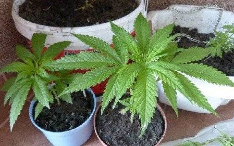 BRZESZCZE. Zatrzymany za sześć sadzonek