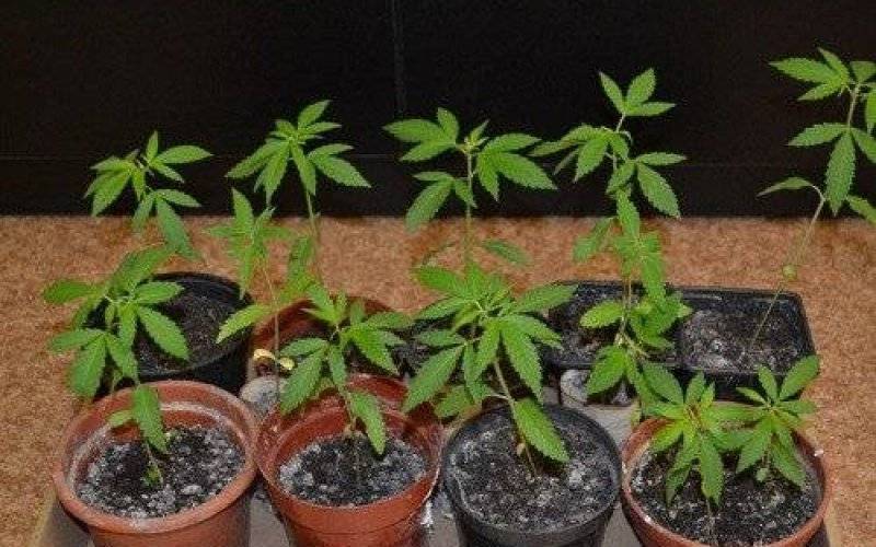 OŚWIĘCIM. 17-latek uprawiał konopie na balkonie