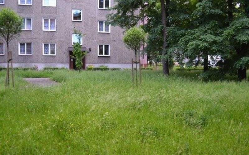 OŚWIĘCIM. Zarastamy niczym afrykański busz! - skwitował Czytelnik. Trawa jest i będzie koszona - zapewnia magistrat