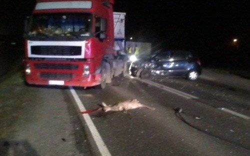 BOBREK. Hamował, by nie najechać na leżącą sarnę. Doszło do kolizji trzech aut