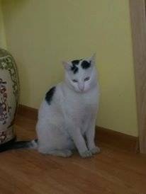 OŚWIĘCIM. Właściciele zaginionego Benka proszą o pomoc w poszukiwaniu.