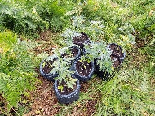 CHEŁMEK. Leśniczy odkrył plantację konopi indyjskich