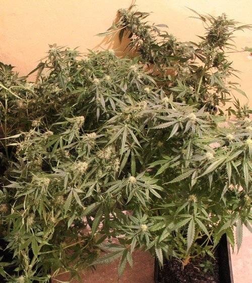 OSIEK. 30-latek zajmował się uprawą konopi indyjskich. Wpadł w ręce policji