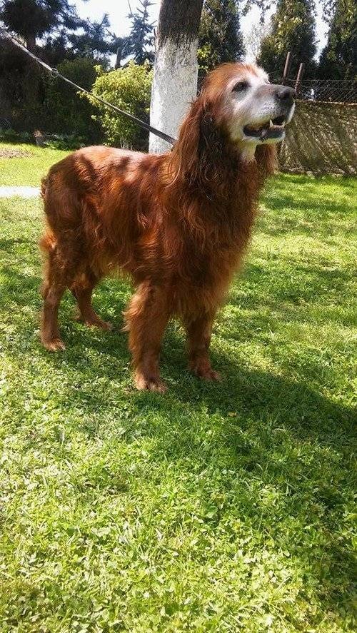 GROJEC. Za znęcanie się nad psem może posiedzieć nawet trzy lata