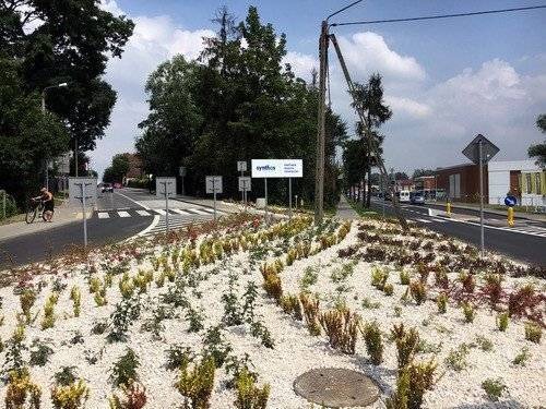 OŚWIĘCIM. Pachnące partnerstwo miasta i Synthosu w morzu róż i berberysów