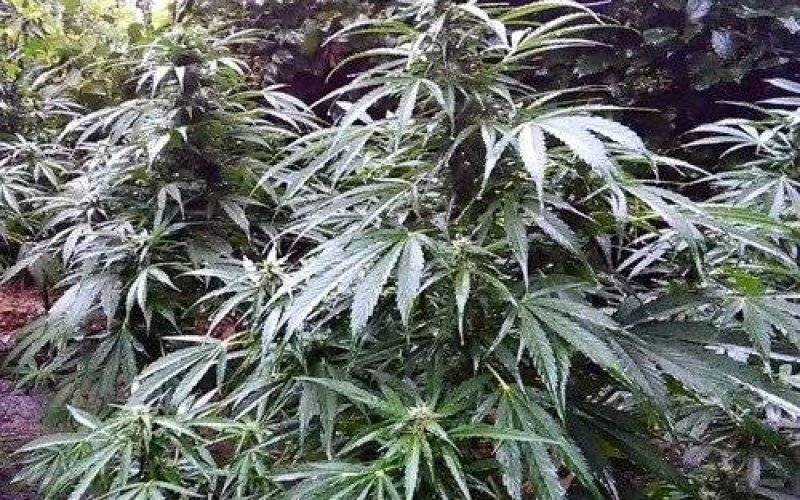 ZABORZE. Leśna plantacja konopi indyjskich już nie taka tajemnicza...