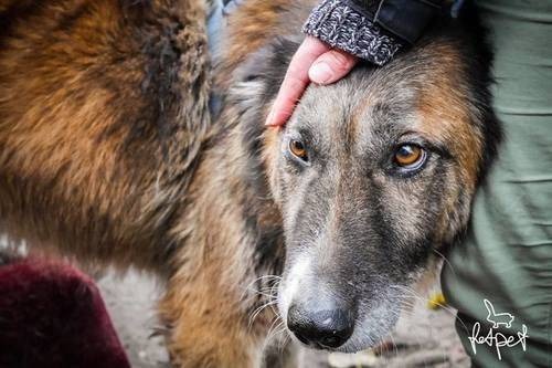 REGION. Adoptuj Tarzana i Lunę. Okażą wdzięczność i bezgraniczną miłość - ZDJĘCIA